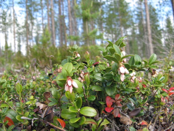 https://www.heikki-valisuo.fi/kuva/templates/xml/francais/Photos-de-Laponie/IMG_3725.JPG