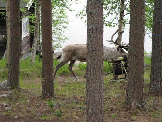 https://www.heikki-valisuo.fi/kuva/templates/xml/francais/Photos-de-Laponie/IMG_3766.JPG