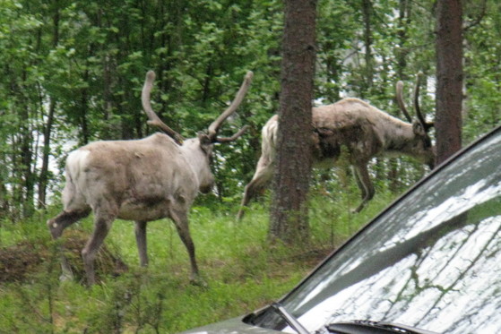 https://www.heikki-valisuo.fi/kuva/templates/xml/francais/Photos-de-Laponie/IMG_3769.JPG