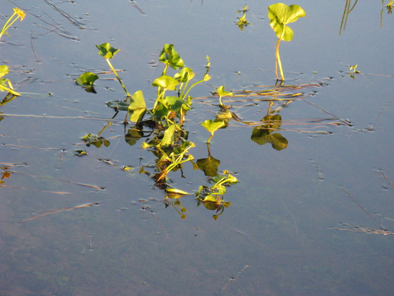 https://www.heikki-valisuo.fi/kuva/templates/xml/francais/Photos-de-Laponie/IMG_3866.JPG