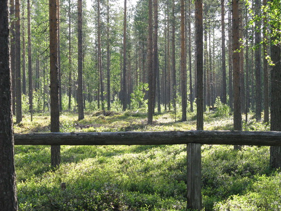 https://www.heikki-valisuo.fi/kuva/templates/xml/francais/Photos-de-Laponie/IMG_3900.JPG
