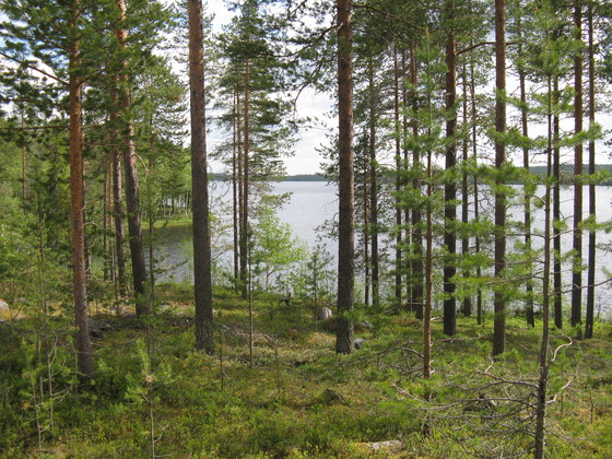 https://www.heikki-valisuo.fi/kuva/templates/xml/francais/Photos-de-Laponie/img_0183.jpg